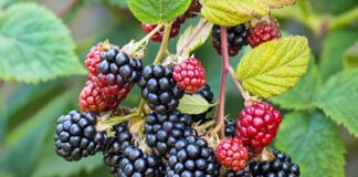 Blackberry Plant Care: Tips for a Bountiful Harvest blackberry plants