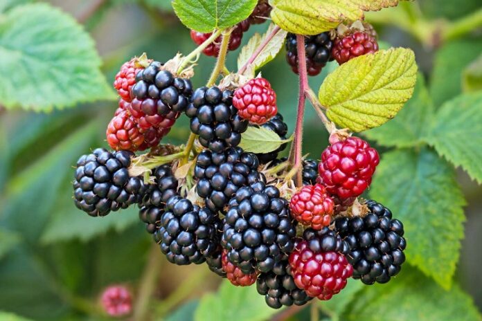 blackberry plants blackberry plants